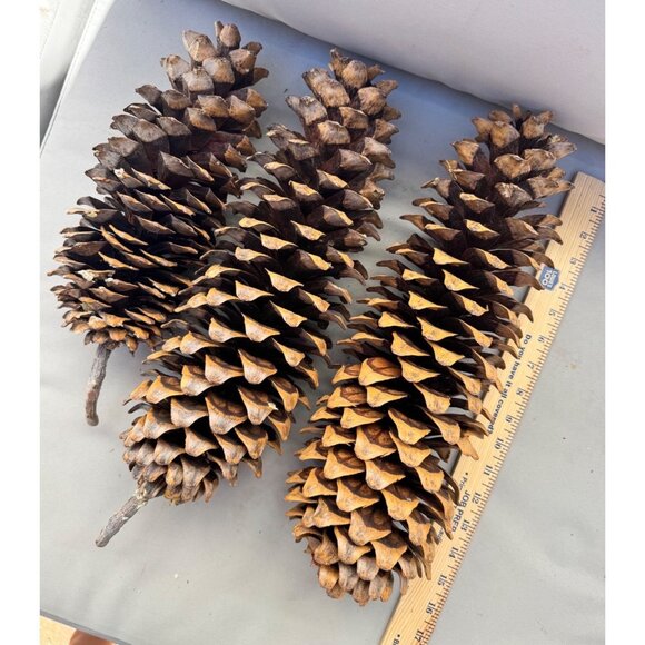 3 - Large Sugar Pine Cones 12”-20” From Northern California - Picture 5 of 6
